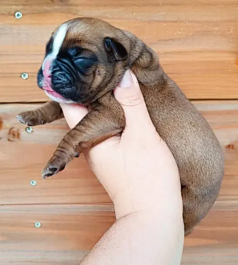Boxer  Chiot Des Gardiens De Chami