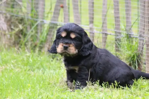 Cocker Spaniel Anglais  Chiot N°3 Du Parfum De Vanill 774e7 photo 2