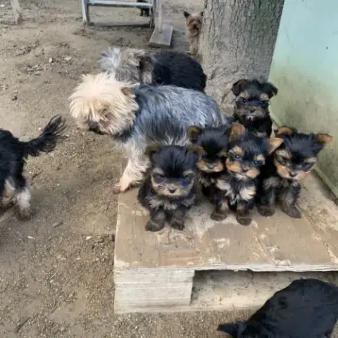 Chiot Yorkshire