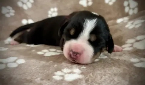 Grand Bouvier Suisse