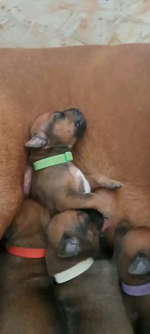 Rhodesian Ridgeback  Bosko Kutamba Familia Nostra photo 2