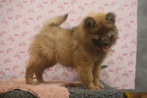 Eurasier  Lilas Du Royaume D'Ebène photo 2