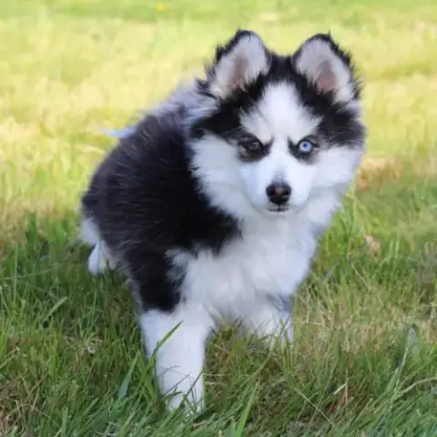Chiot Pomsky F5 De Taille Miniature