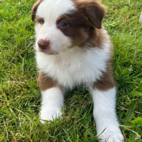 Bergers Australiens Chiots Lof