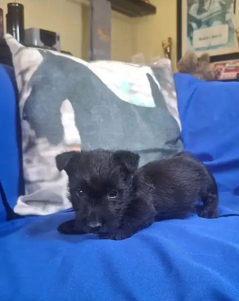 Scottish Terrier  Chiot N°6 Du Harpouy D'Auzan photo 2