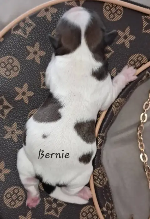 Shih Tzu  Bernie Soclemax