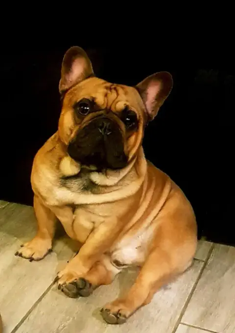 Bouledogue Français  Madame B Domaine De Floyd Et Lou b6ae7 photo 2