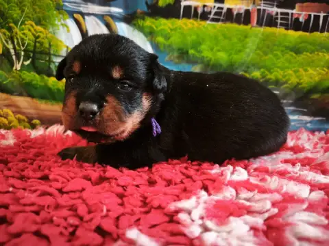 Adopter Rottweiler 
                        Mâle Collier Viol 6e762
