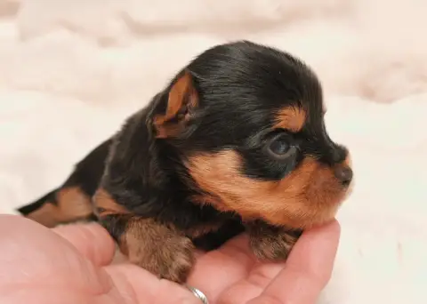 Yorkshire Terrier  Bounty Du Domaine De Naugigoutte 3e224