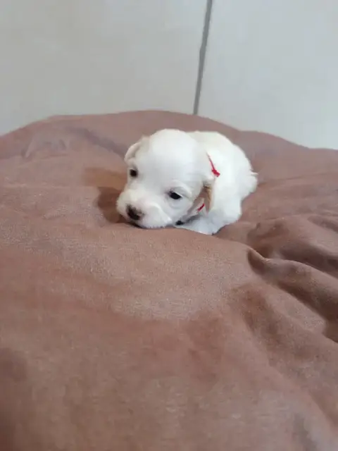 Coton De Tulear  Rouge Du Haut De Champfleury