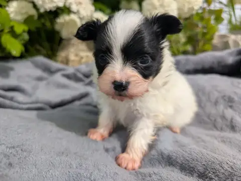 Epagneul Nain Continental (Papillon)  Chiot 2 Des Per 7f392