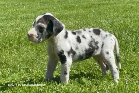 Dogue Allemand  Beauty Du Clos Du Bonheur photo 3