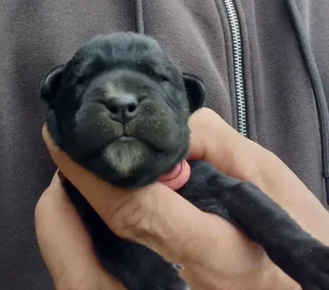 Cane Corso  Chiot Noire Du Clos Des Trois Rivières