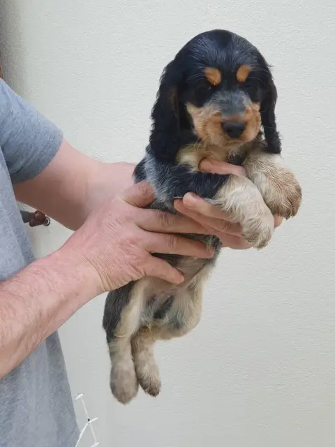 Cocker Spaniel Anglais  Bulma De Lambaol photo 3