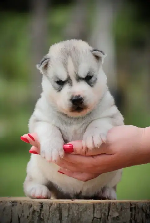 Siberian Husky  Boréas Of Masadora