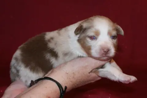 Berger Australien  Femelle Merle 3 (Tache À Droite) D ae561