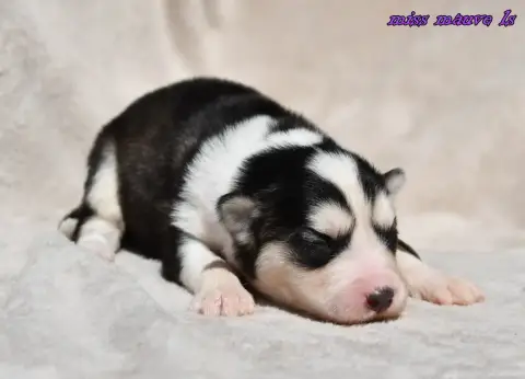 Laika De Iakoutie  Chiot 2 Des Legendes De Retz