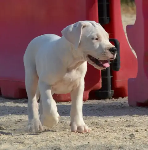 Dogo Argentino  Bronco Del Angel De Los Volcanos photo 3