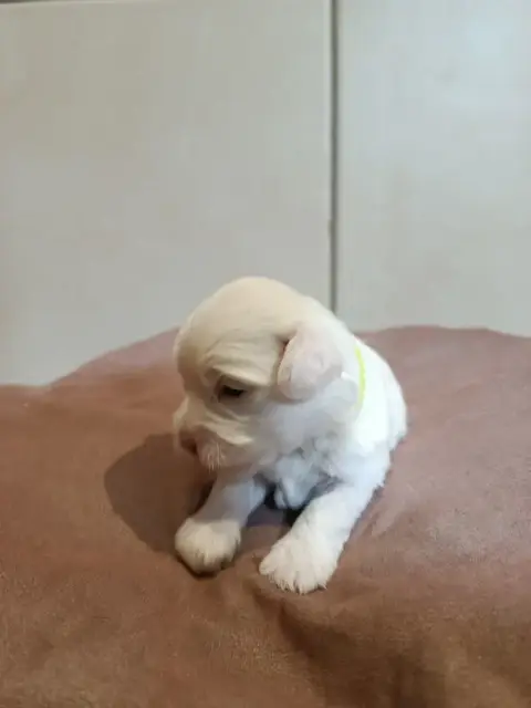 Coton De Tulear  Vert Du Haut De Champfleury photo 3