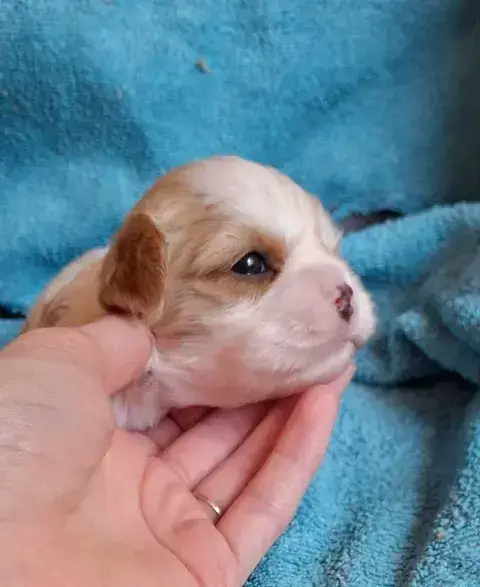 Cavalier King Charles Spaniel  Chiot N°3 De L'Elite D 4949d photo 3