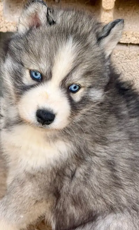Siberian Husky  Chiot N°3 De Romane De La Fardelle