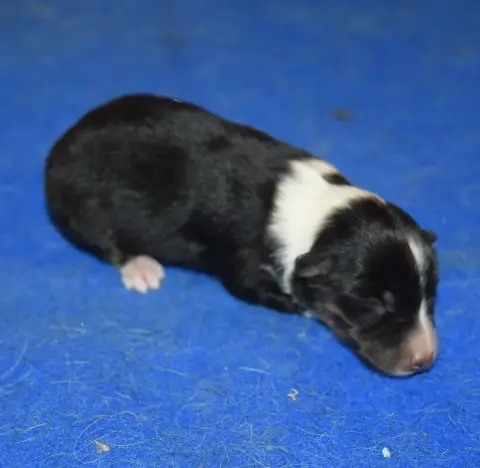 Shetland Sheepdog photo 3