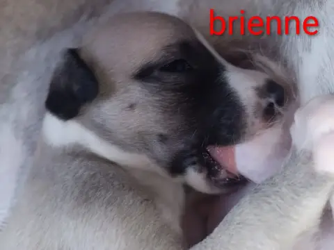 Whippet  Brienne Hakuna'Matata Kipepeo photo 3