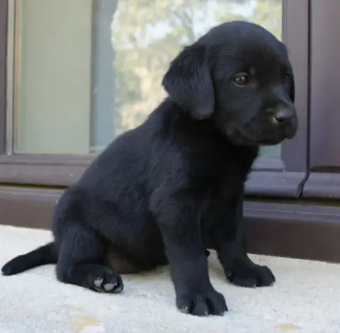 Labrador Retriever  Fn1 Des Assards De Pierregourde feab7 photo 3