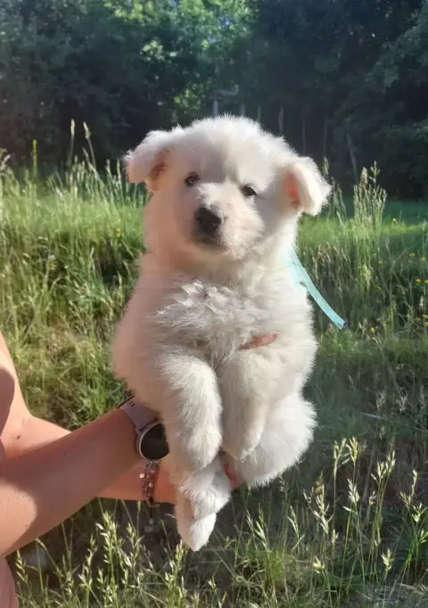 Berger Blanc Suisse  Buzz De La Forêt De Boscodon photo 2