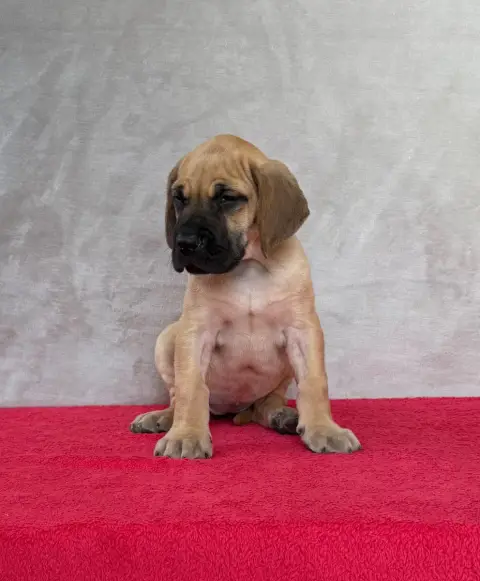 Dogue Allemand  Belinda Du Torrent Royal