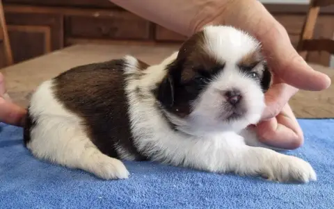 Shih Tzu  Chiot N°1 Des Hirondelles Du Voyage