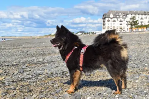 Eurasier  Mlle Rouge Des Racines De Shaïga photo 3