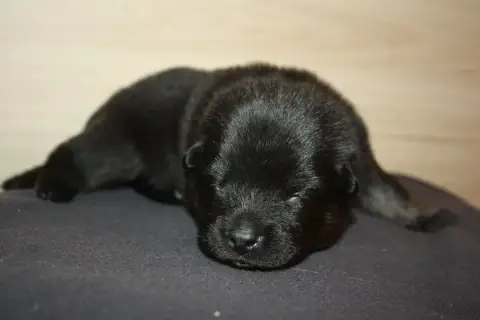 Eurasier  Collier Vert Des Oursons De La Fee photo 2