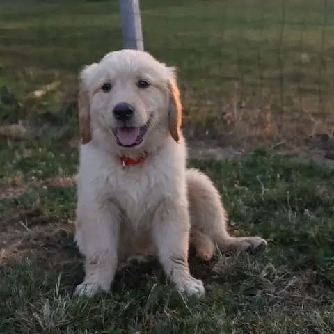 Golden Retriever  Rouge