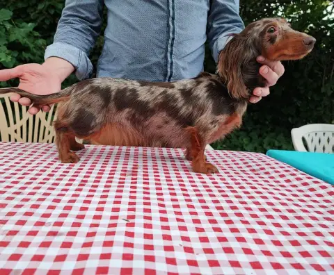 Teckel Poil Long  Chiot N°2 Du Clos De Brignagues photo 3