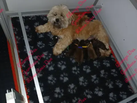Lhassa Apso  Chiot 6 Des Gardiens Des Reves Sous Dun e3615