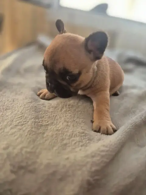 Bouledogue Français  Chiot 4 Le Domaine D'Oscar