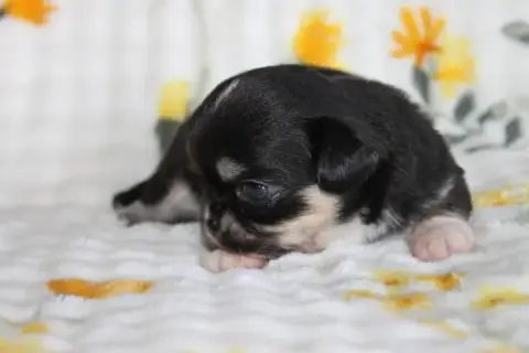 Chihuahua  Chiot N°2 Des Joyaux De La Sambre photo 3
