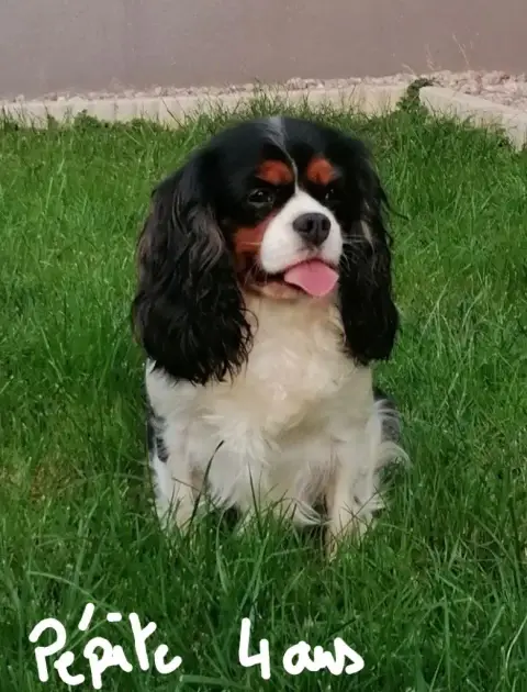 Cavalier King Charles Spaniel  Disponible Chez Topaze a48b1 photo 3
