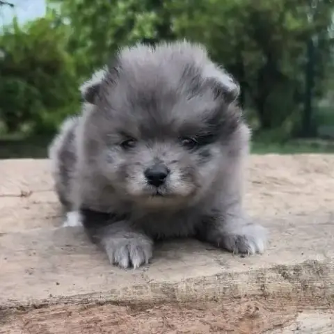 Chiot