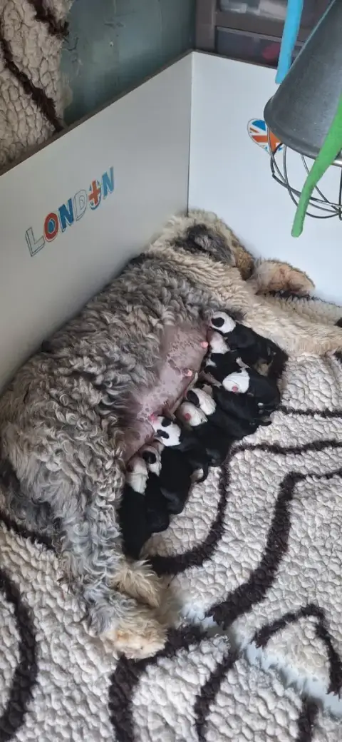 Bobtail  Chiot 2 Lords Of Cuzay