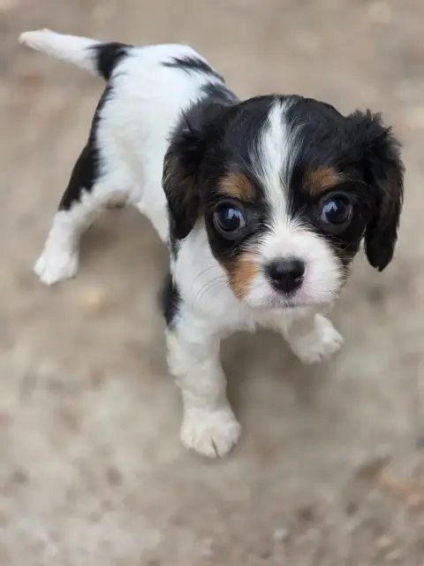 Cavalier King Charles Spaniel  Chiot N°6 Des Deux Che e4748 photo 3