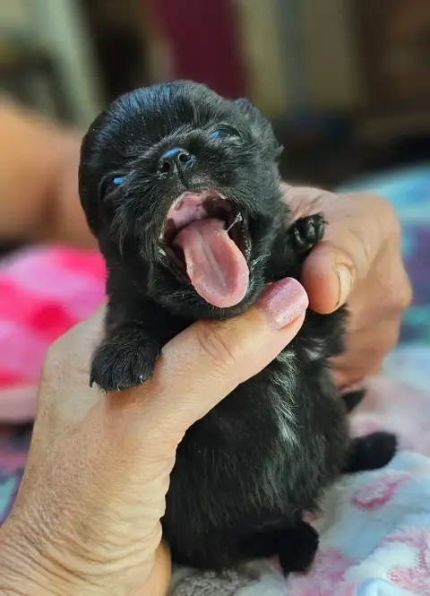 Chihuahua  Black Beauty Of Little By Little photo 3