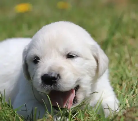Golden Retriever  Collier Kaki De La Lisardière