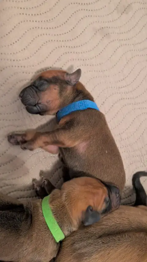Rhodesian Ridgeback photo 2