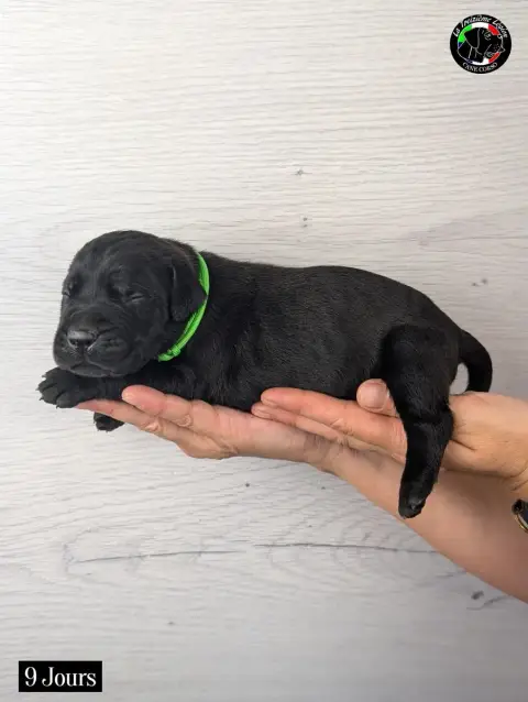 Cane Corso 
                        Collier Vert Fluo 7077d photo 3
