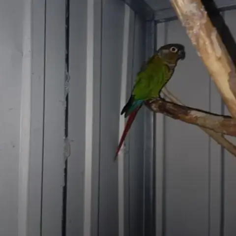 Conure De Molinae