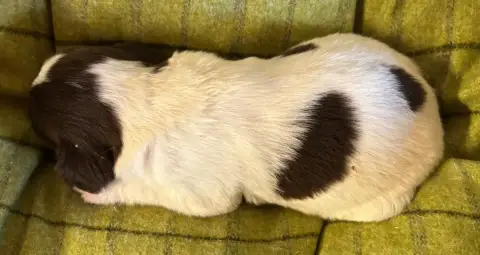 English Springer Spaniel  B................... Des Et f44da photo 3