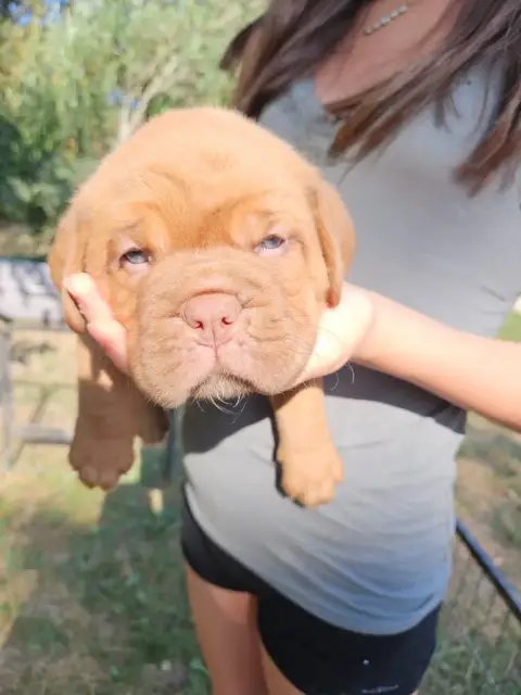 Dogue De Bordeaux 
                        Collier Ro c95f8 photo 3