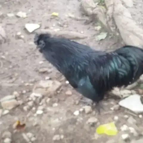 Coq Ayam Cemani A Vendre